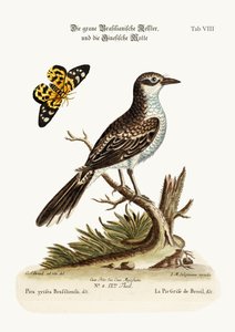 ブラジルの灰色のパイ、1749-73